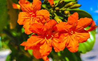 kou cordia subcordata bloeiende boom met oranje bloemen in mexico. foto