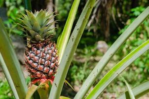 biologisch ananas groei in natuurlijk tuin foto