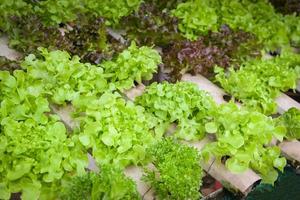 hydrocultuur groenten van hydrocultuur boerderijen vers groen eik en rood eik sla groeit in de tuin, hydrocultuur planten Aan water zonder bodem landbouw biologisch Gezondheid voedsel natuur blad Bijsnijden bio foto