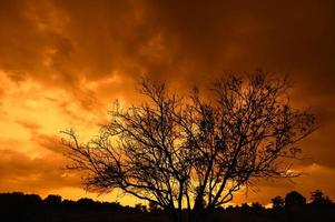 boom silhouet bij zonsondergang foto