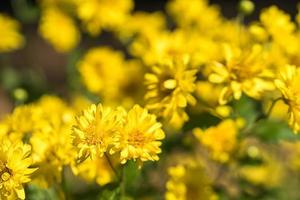 chrysant bloemen bloeien in de tuin foto