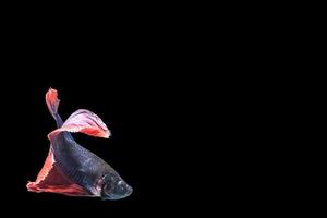 betta splendens op zwarte achtergrond foto