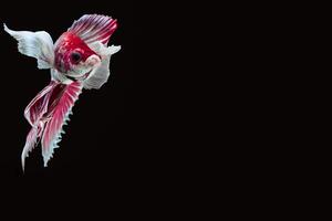 betta splendens op zwarte achtergrond foto