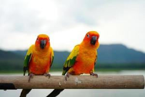 zon conure papegaai of vogel mooi is aratinga heeft geel Aan hand- achtergrond vervagen bergen en lucht foto