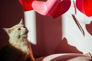 voorbereiding voor de vakantie van Valentijnsdag dag, decoratie van veelkleurig harten met hun eigen handen en een verklaring van liefde, een gember kat in de voorgrond looks Bij een slinger van harten foto