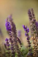 Purper wilde bloemen in een veld- foto