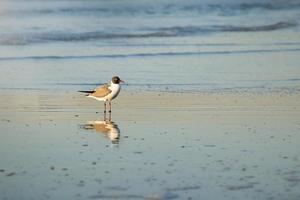 strandloper Aan strand Bij zonsopkomst foto