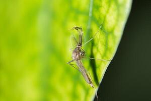 chironomids insect op een blad foto