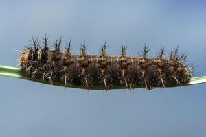 worm op een blad foto