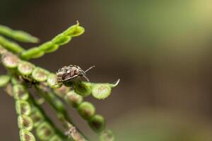 roofzuchtige stankwants op een plant foto