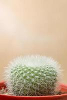 groene cactus close-up