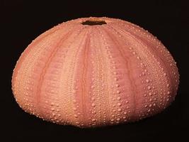 roze zeeëgel schelp foto