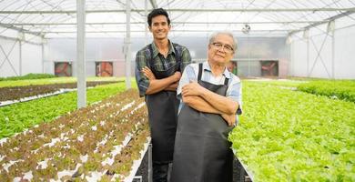 ouderen boer oogst groen sla in hydrocultuur tuinieren. senior Mens werken met familie mensen in kas landbouw klein bedrijf. vader en dauther plukken vers biologisch groente salade. foto