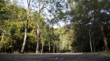 een beton pad in de Woud met bomen naar de links en Rechtsaf. een park, tuin, of Woud. foto