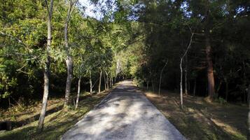 een beton pad in de Woud met bomen naar de links en Rechtsaf. een park, tuin, of Woud. foto