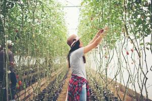 jonge vrouw in een kas met biologische tomaten oogsten foto