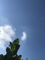 foto van een blad met een Doorzichtig blauw bewolkt lucht