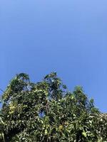 boom met hemelsblauw foto