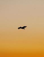 silhouet van vogels vliegen tijdens zonsondergang foto