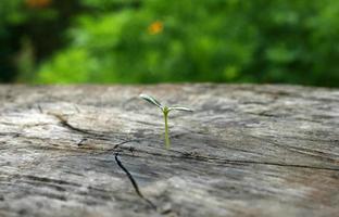 plant geboren op de stronk foto