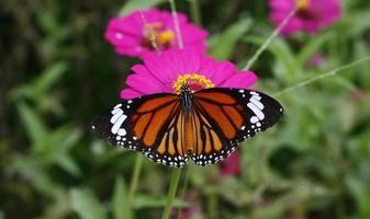 vlinder op een Mexicaanse zonnebloem foto