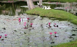 de lotusvijver in roze foto