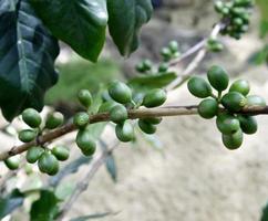 groene koffiebessen op plant foto