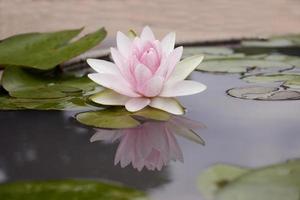 roze lotus op water foto