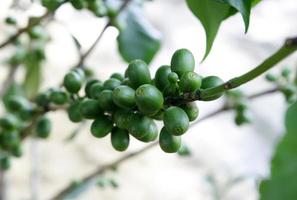 koffiebessen buiten foto