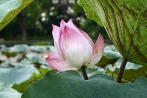 lotusbloem en lelieblad foto