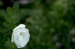 wit rozenschip bloem Aan een donker groen achtergrond. kopiëren ruimte foto