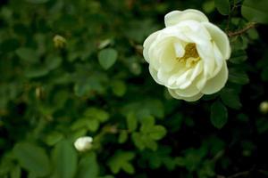 wit rozenschip bloem Aan een donker groen achtergrond. kopiëren ruimte foto