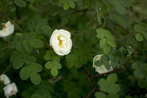 wit rozenschip bloem Aan een donker groen achtergrond foto