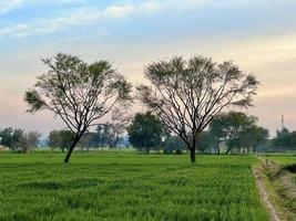 mooi landelijk landschap met mooi helling avond lucht Bij zonsondergang. groen veld- en dorp foto