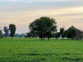 mooi landelijk landschap met mooi helling avond lucht Bij zonsondergang. groen veld- en dorp foto