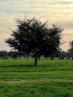 mooi landelijk landschap met mooi helling avond lucht Bij zonsondergang. groen veld- en dorp foto