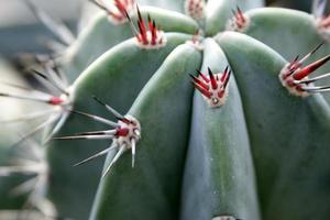 spikes op een cactus foto