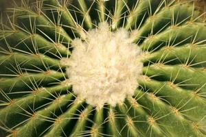 centrum van een cactus foto