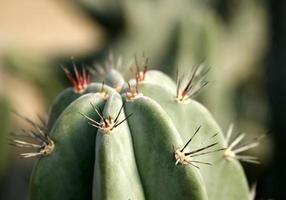 sluit omhoog van cactus foto