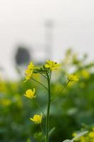 mosterd mooi bloem - natuur geel landschap bloem foto