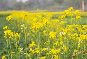 mosterd mooi bloem - natuur geel landschap bloem foto