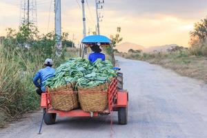 e-taen-voertuig of landbouwtractor halen bloemkoolgroenten op in de groene biologische boerderij, thailand foto