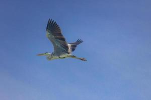 vliegend Super goed blauw reiger met Open Vleugels Aan een zonnig dag met blauw lucht achtergrond. ontspannende dieren in het wild visie foto