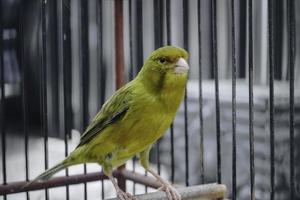 geel huiselijk kanarie vogel serinus canaria forma domestica zittend Aan een takje in een kooi foto