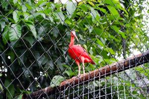 selectief focus van de scharlaken ibis vogel dat was staand in haar kooi. foto