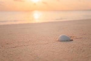 artistiek strand visie, wit schelp met wazig zee en vredig natuur. verbazingwekkend ontspannende natuur landschap, sereen zomer kust. helder strand landschap, geweldig zomer humeur foto