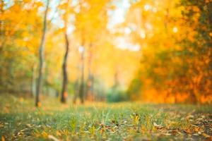 mooi herfst landschap met geel bomen en zon. kleurrijk gebladerte in de park. vallend bladeren natuurlijk achtergrond foto