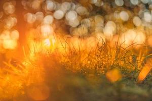 mooi detailopname voorjaar zomer natuur landschap met zonsondergang gras weide. abstract stralen zonsondergang gras achtergrond. wazig Woud achtergrond met kopiëren ruimte. ecologie en natuur concept. foto