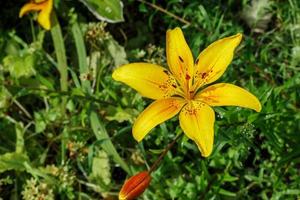 lelie, geel bloeiende bloem met water druppels Aan bloemblaadjes. bloem in de tuin. foto