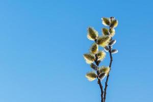 wilg bloemen Aan een achtergrond van blauw lucht. bloeiend wilg twijgen en harig wilgenkatjes foto